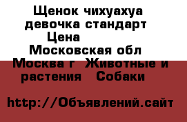 Щенок чихуахуа, девочка стандарт › Цена ­ 20 000 - Московская обл., Москва г. Животные и растения » Собаки   